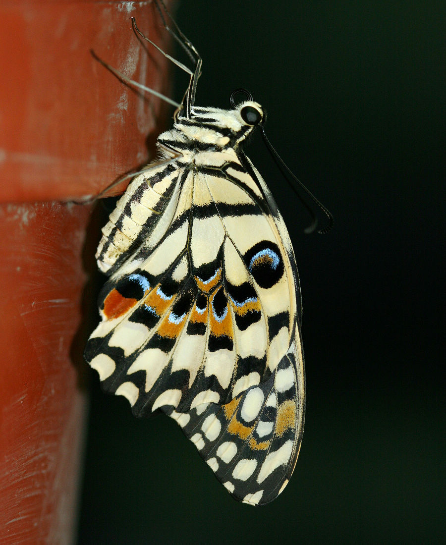 按此在新視窗瀏覽圖片