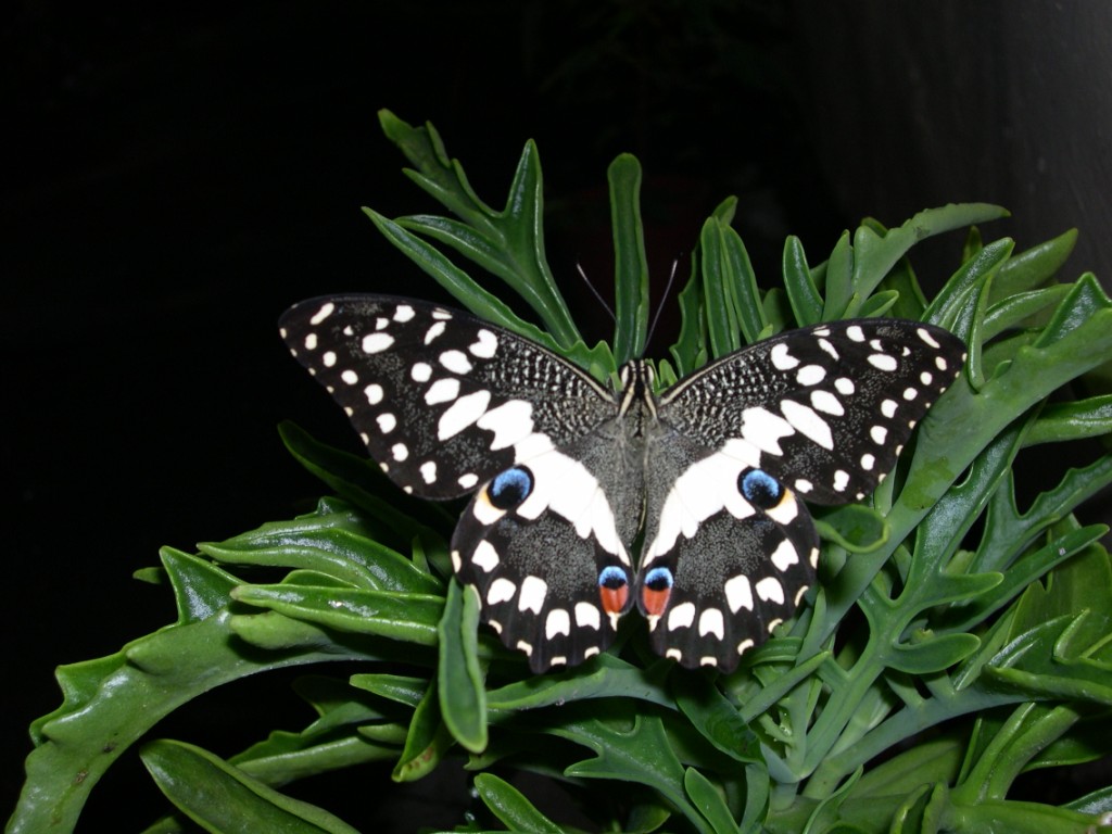 按此在新視窗瀏覽圖片