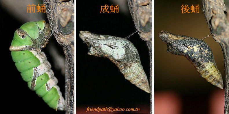 按此在新視窗瀏覽圖片