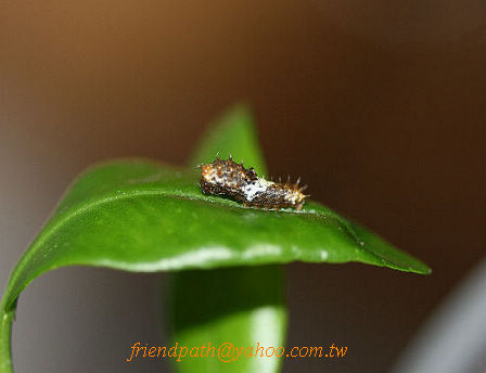 按此在新視窗瀏覽圖片