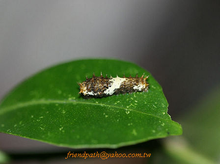 按此在新視窗瀏覽圖片