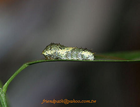 按此在新視窗瀏覽圖片