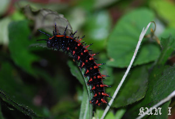 按此在新視窗瀏覽圖片