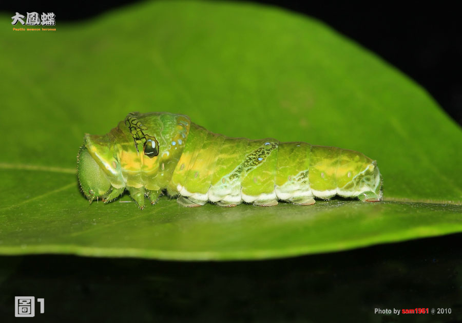 按此在新視窗瀏覽圖片