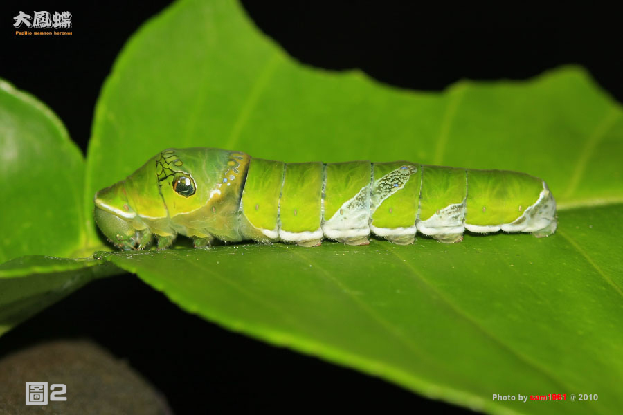 按此在新視窗瀏覽圖片