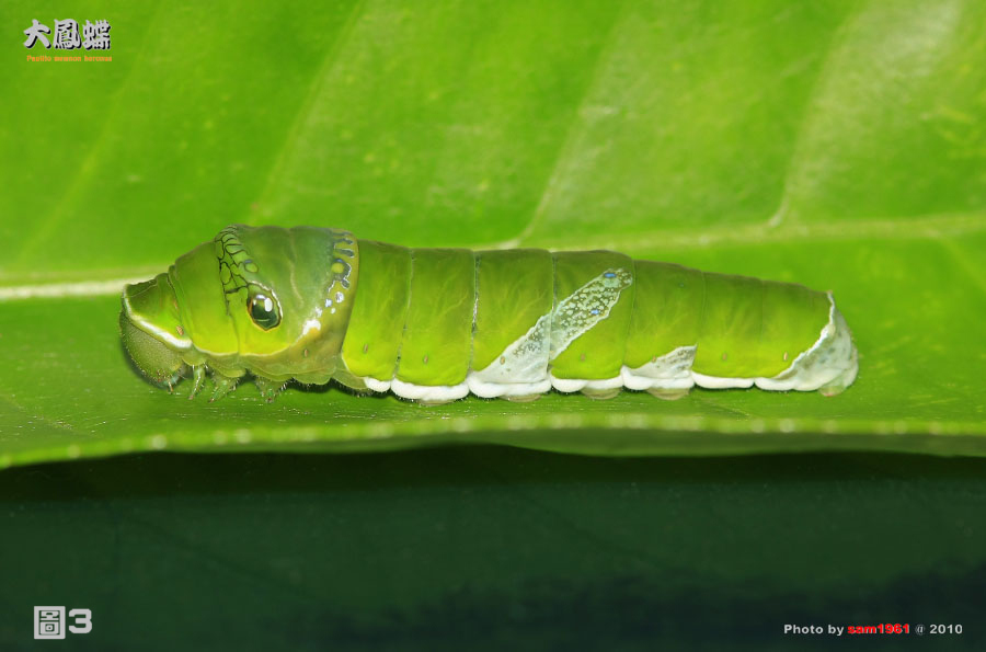 按此在新視窗瀏覽圖片