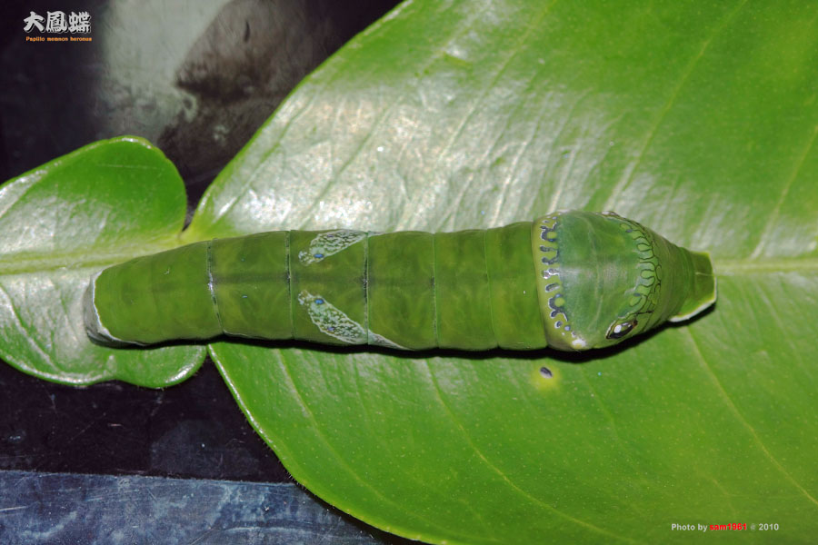 按此在新視窗瀏覽圖片