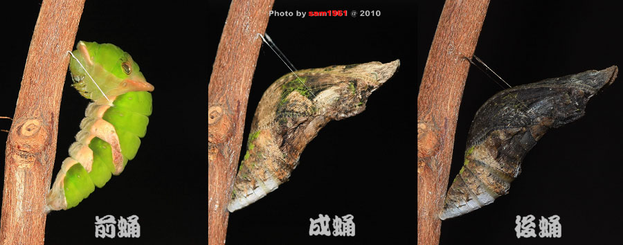 按此在新視窗瀏覽圖片