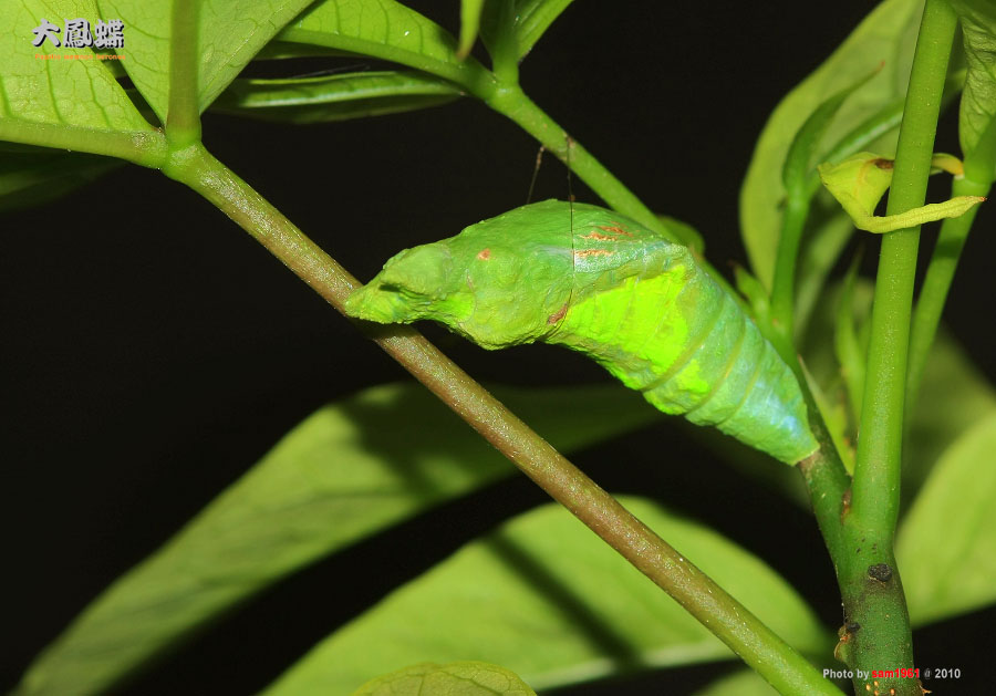 按此在新視窗瀏覽圖片