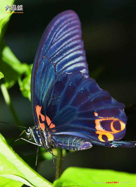 «ö¦¹¦b·sµøµ¡ÂsÄý¹Ï¤ù