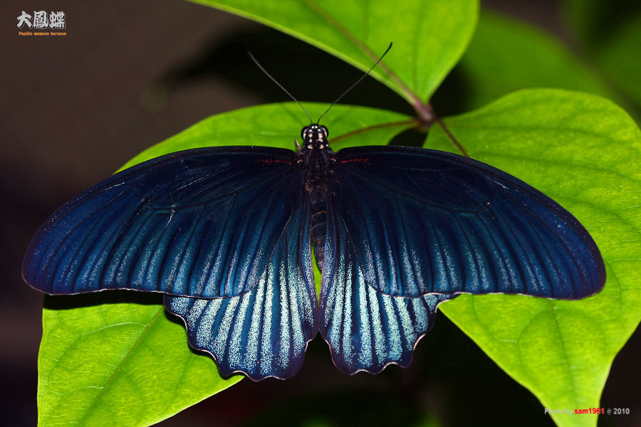 «ö¦¹¦b·sµøµ¡ÂsÄý¹Ï¤ù