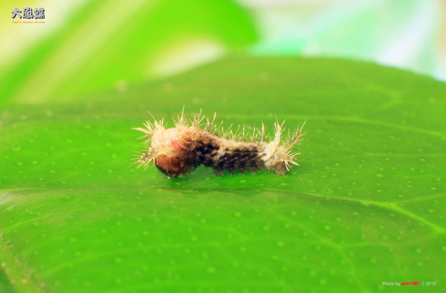 «ö¦¹¦b·sµøµ¡ÂsÄý¹Ï¤ù