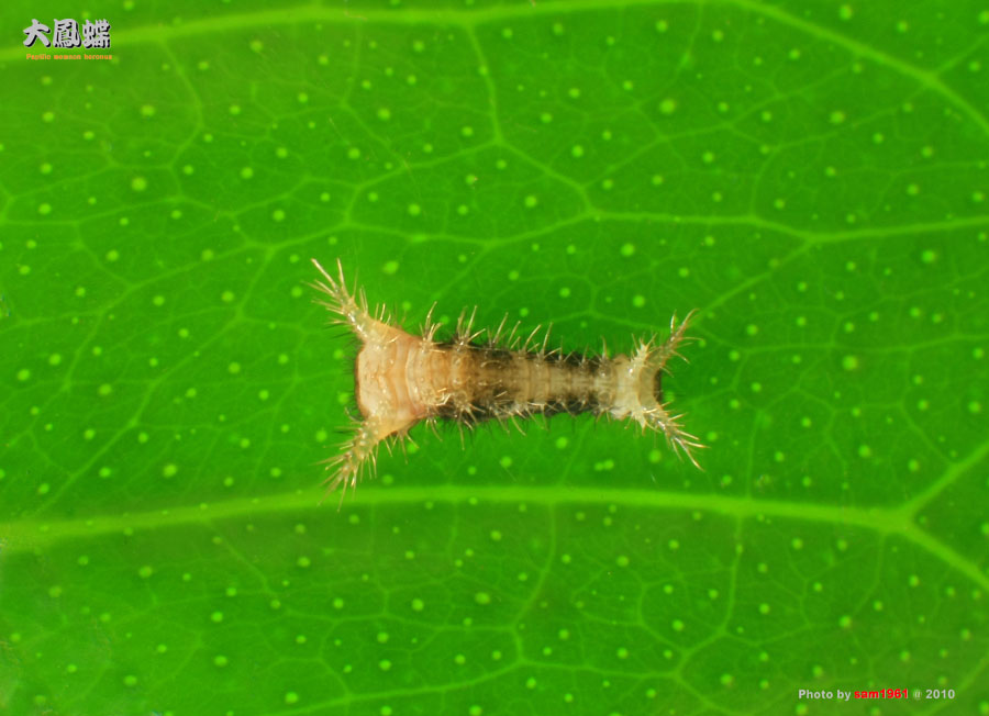 «ö¦¹¦b·sµøµ¡ÂsÄý¹Ï¤ù