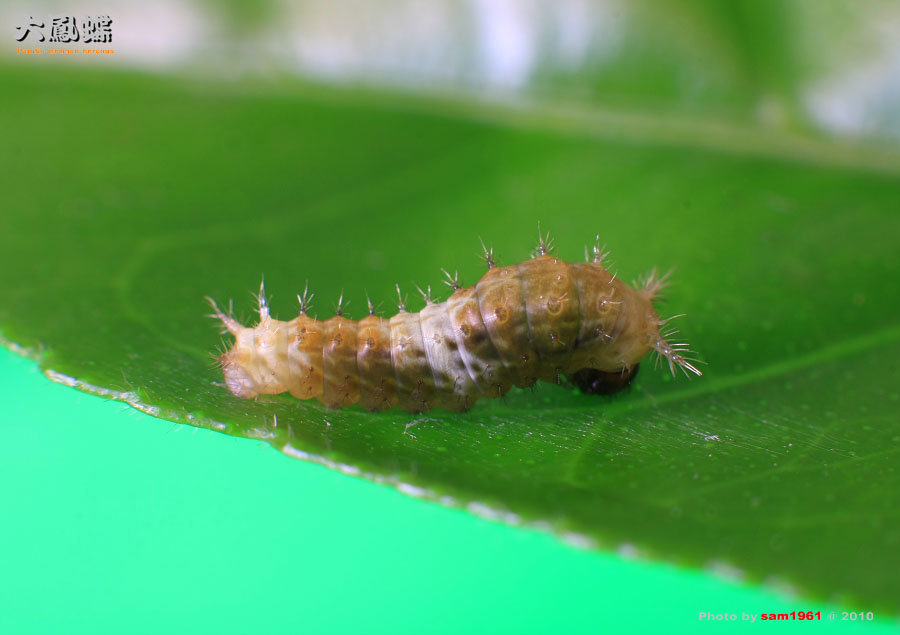 «ö¦¹¦b·sµøµ¡ÂsÄý¹Ï¤ù