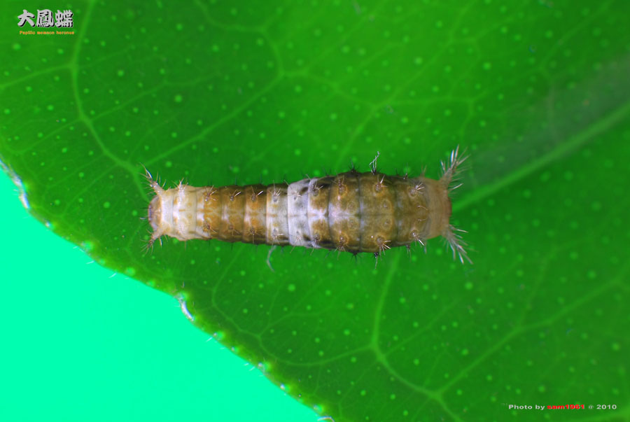 «ö¦¹¦b·sµøµ¡ÂsÄý¹Ï¤ù