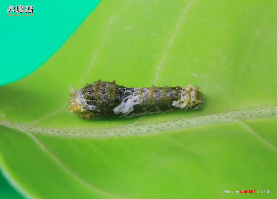 «ö¦¹¦b·sµøµ¡ÂsÄý¹Ï¤ù