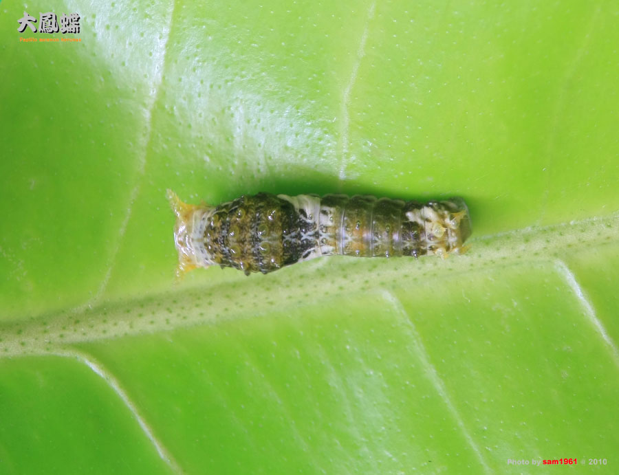 «ö¦¹¦b·sµøµ¡ÂsÄý¹Ï¤ù