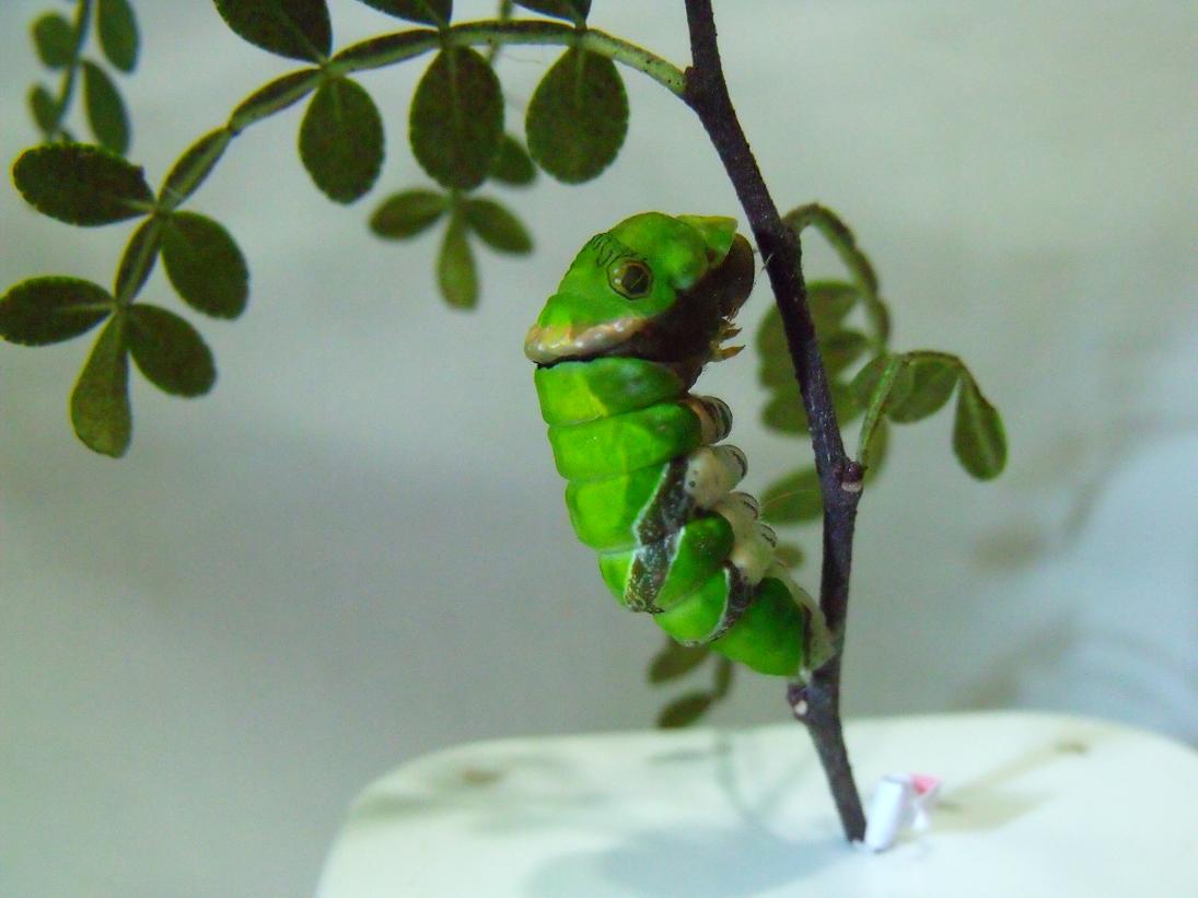 按此在新視窗瀏覽圖片