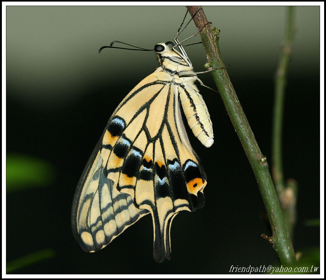 按此在新視窗瀏覽圖片