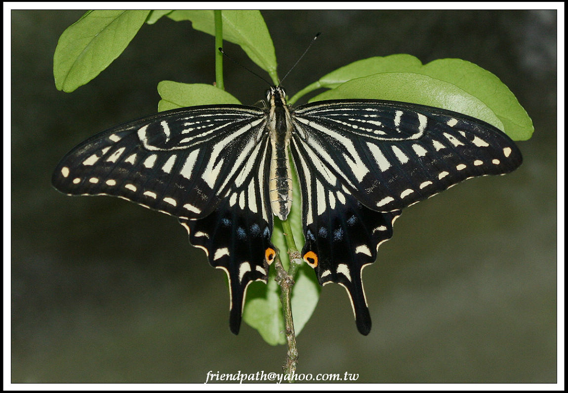 按此在新視窗瀏覽圖片