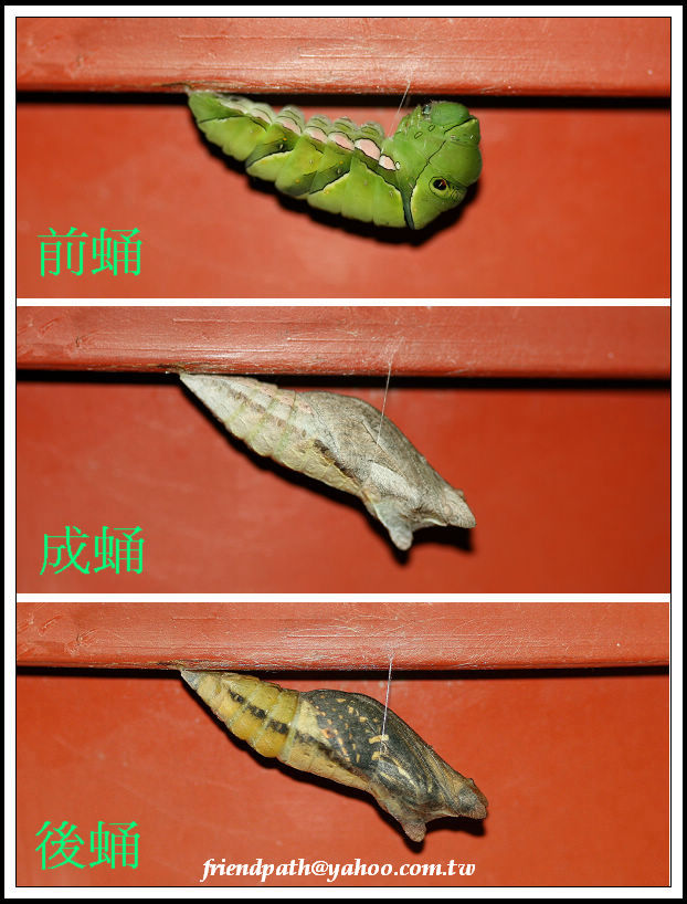 按此在新視窗瀏覽圖片