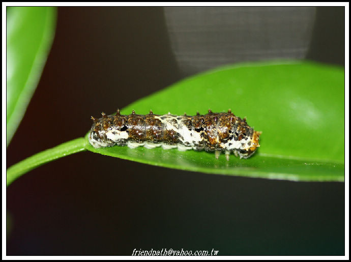 按此在新視窗瀏覽圖片