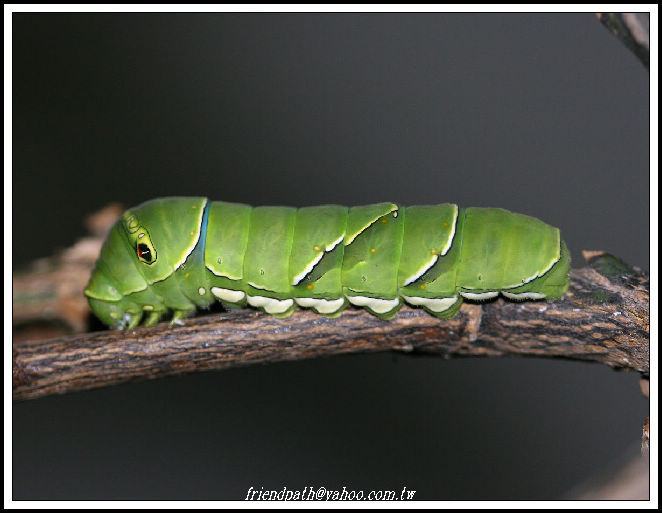 按此在新視窗瀏覽圖片