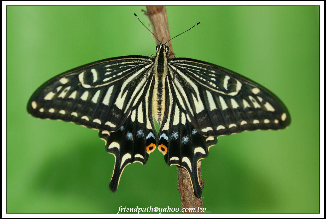 按此在新視窗瀏覽圖片