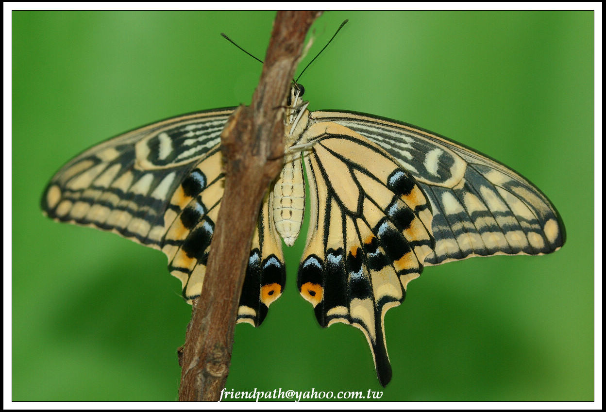 按此在新視窗瀏覽圖片