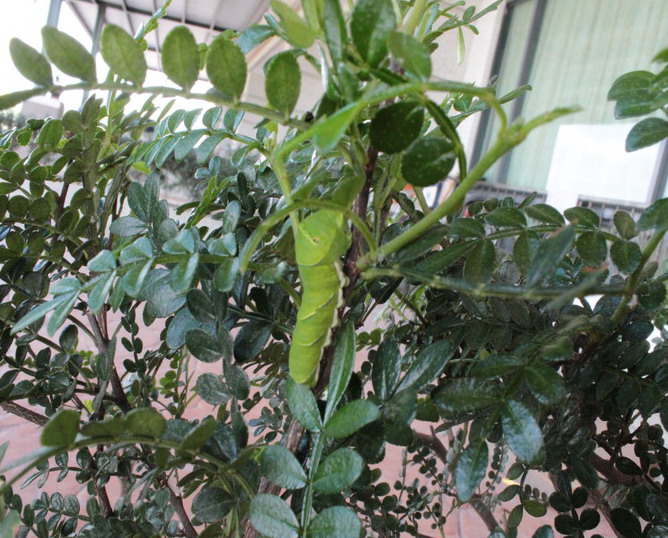 按此在新視窗瀏覽圖片