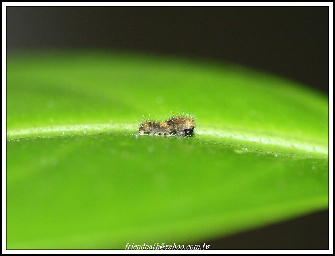 «ö¦¹¦b·sµøµ¡ÂsÄý¹Ï¤ù