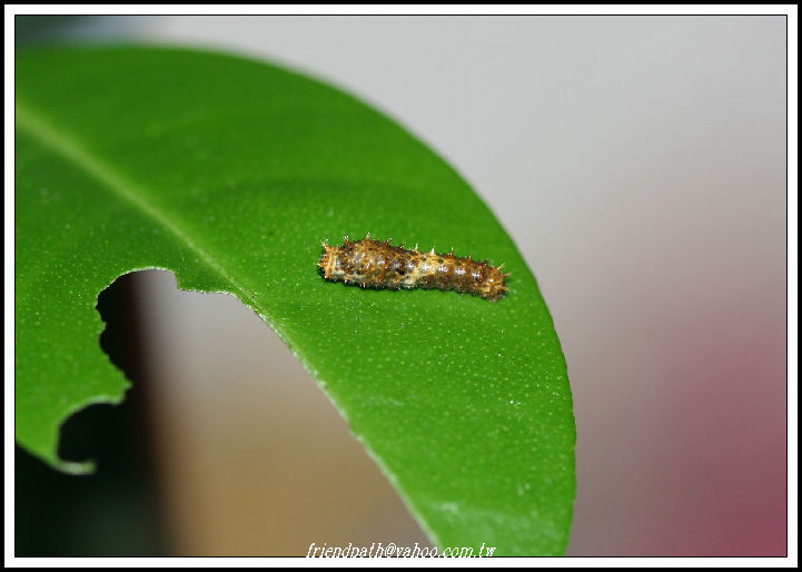 «ö¦¹¦b·sµøµ¡ÂsÄý¹Ï¤ù