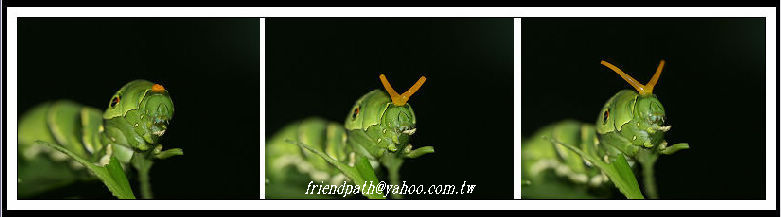 «ö¦¹¦b·sµøµ¡ÂsÄý¹Ï¤ù