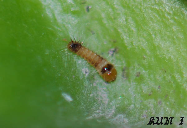 «ö¦¹¦b·sµøµ¡ÂsÄý¹Ï¤ù