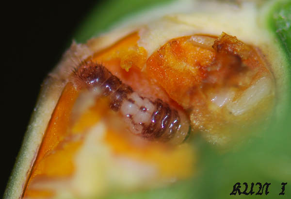 «ö¦¹¦b·sµøµ¡ÂsÄý¹Ï¤ù