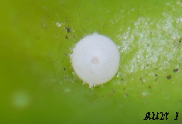 «ö¦¹¦b·sµøµ¡ÂsÄý¹Ï¤ù