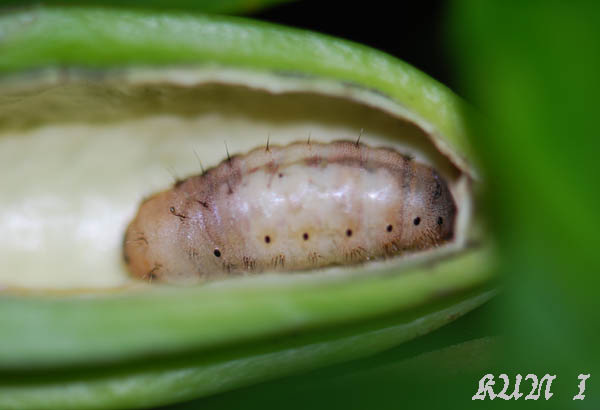 «ö¦¹¦b·sµøµ¡ÂsÄý¹Ï¤ù