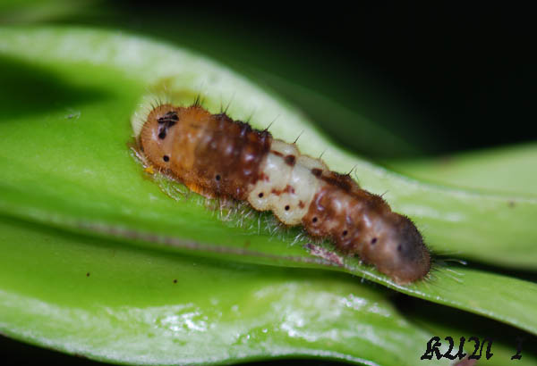 «ö¦¹¦b·sµøµ¡ÂsÄý¹Ï¤ù