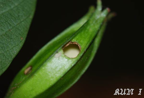 «ö¦¹¦b·sµøµ¡ÂsÄý¹Ï¤ù