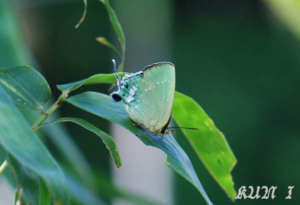 «ö¦¹¦b·sµøµ¡ÂsÄý¹Ï¤ù