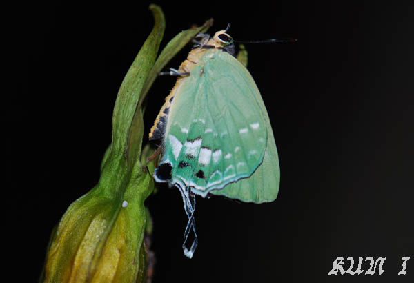 «ö¦¹¦b·sµøµ¡ÂsÄý¹Ï¤ù