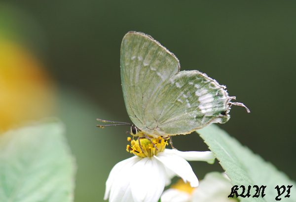 «ö¦¹¦b·sµøµ¡ÂsÄý¹Ï¤ù