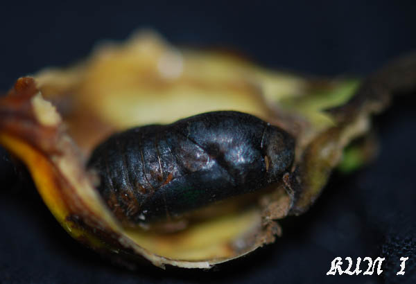 «ö¦¹¦b·sµøµ¡ÂsÄý¹Ï¤ù