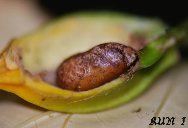 «ö¦¹¦b·sµøµ¡ÂsÄý¹Ï¤ù