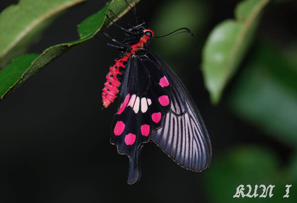 按此在新視窗瀏覽圖片