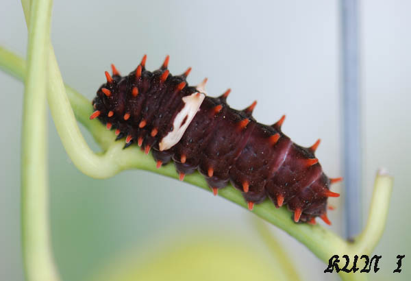 按此在新視窗瀏覽圖片