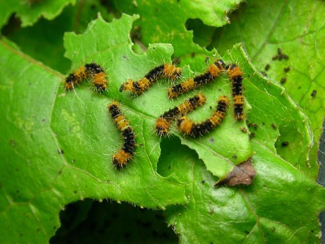 «ö¦¹¦b·sµøµ¡ÂsÄý¹Ï¤ù