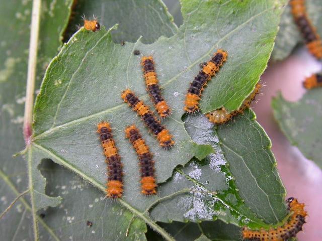 «ö¦¹¦b·sµøµ¡ÂsÄý¹Ï¤ù