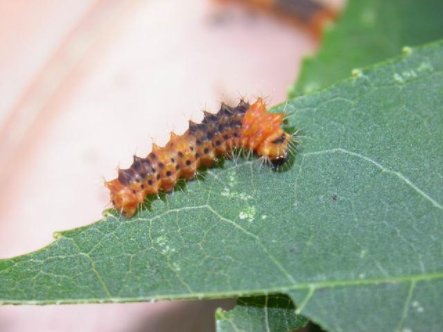 «ö¦¹¦b·sµøµ¡ÂsÄý¹Ï¤ù