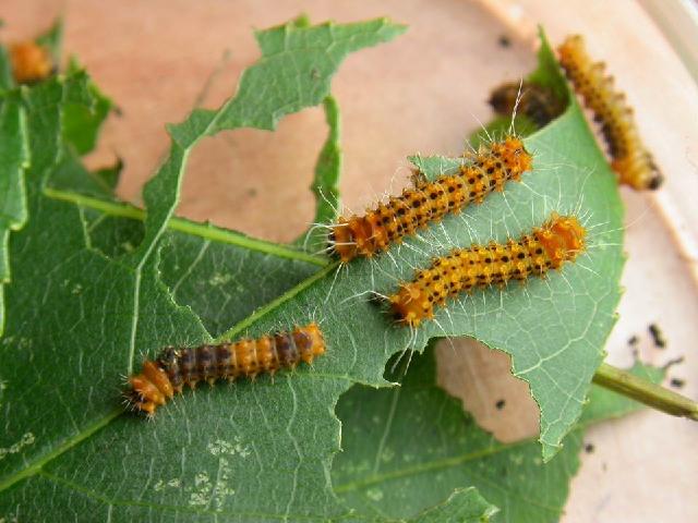 «ö¦¹¦b·sµøµ¡ÂsÄý¹Ï¤ù